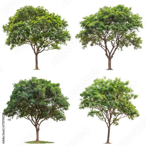 Set of four diverse trees isolated on transparent background