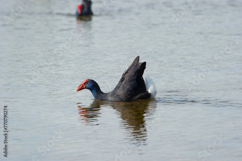 Canvas-taulu Purple Swamphen or Purple Gallinule