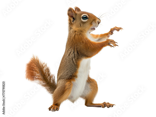 A squirrel standing upright, showcasing its brown fur and bushy tail isolated on white background