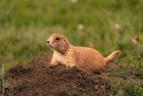 Prairie Dogs Theodore Roosevelt National Park
