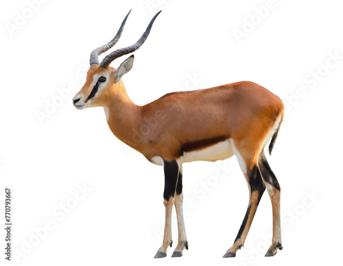 Antilope auf vier beinen isoliert auf weißen Hintergrund, Freisteller