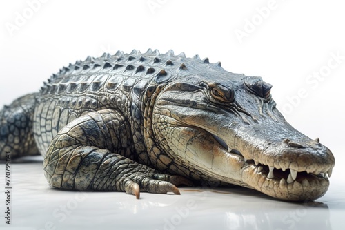Alligator in White Background