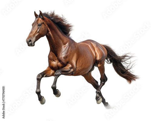 realistic of Horse isolated on white background