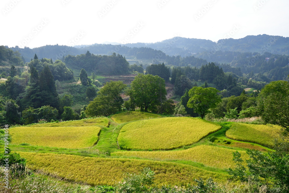 Obraz premium 儀明の棚田(新潟県)