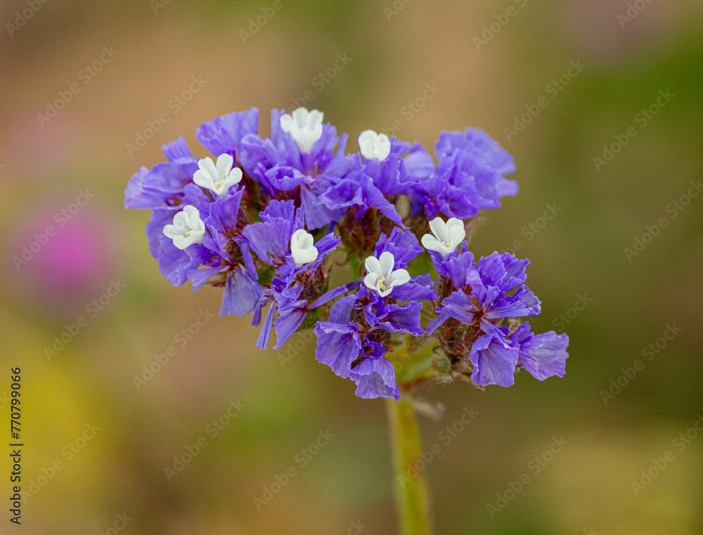 Fototapeta premium blue and purple flowers