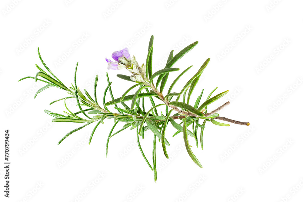 Rosemary isolated on white background