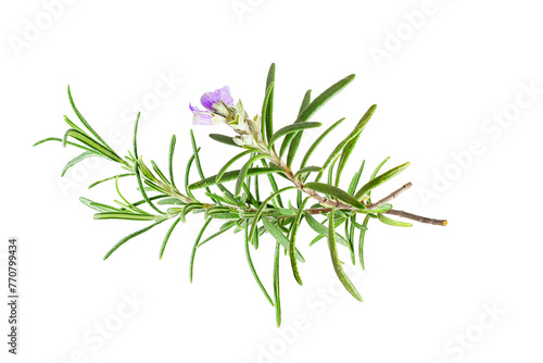 Rosemary isolated on white background