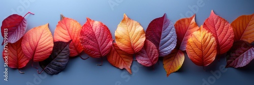 Creative Layout Colorful Riskus Leaves, Background HD, Illustrations