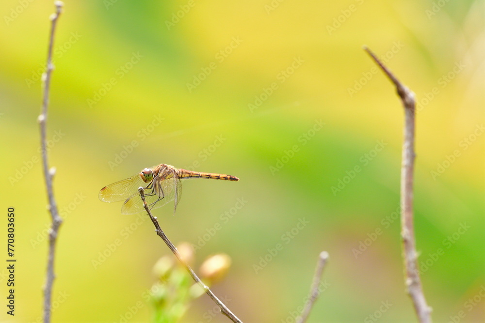 外之沢の棚田とトンボ（新潟県）