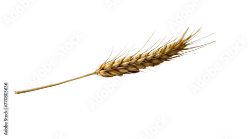 Ear of wheat and wheat grain isolated on Transparent background.