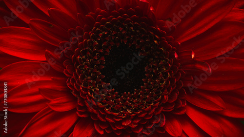 red dahlia flower © Grzegorz