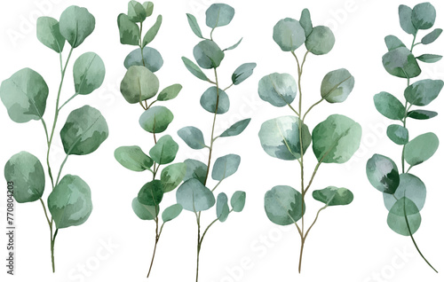 Eucalyptus isolated on white background, vector illustration, eucalyptus, spring vector