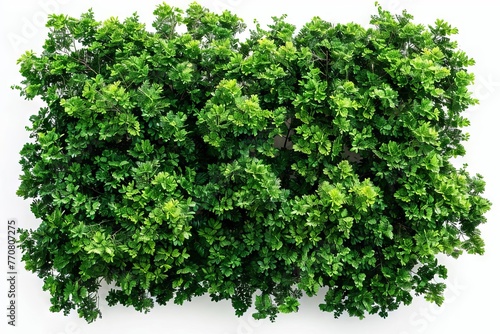 Dense green tree foliage isolated on white, top view perspective