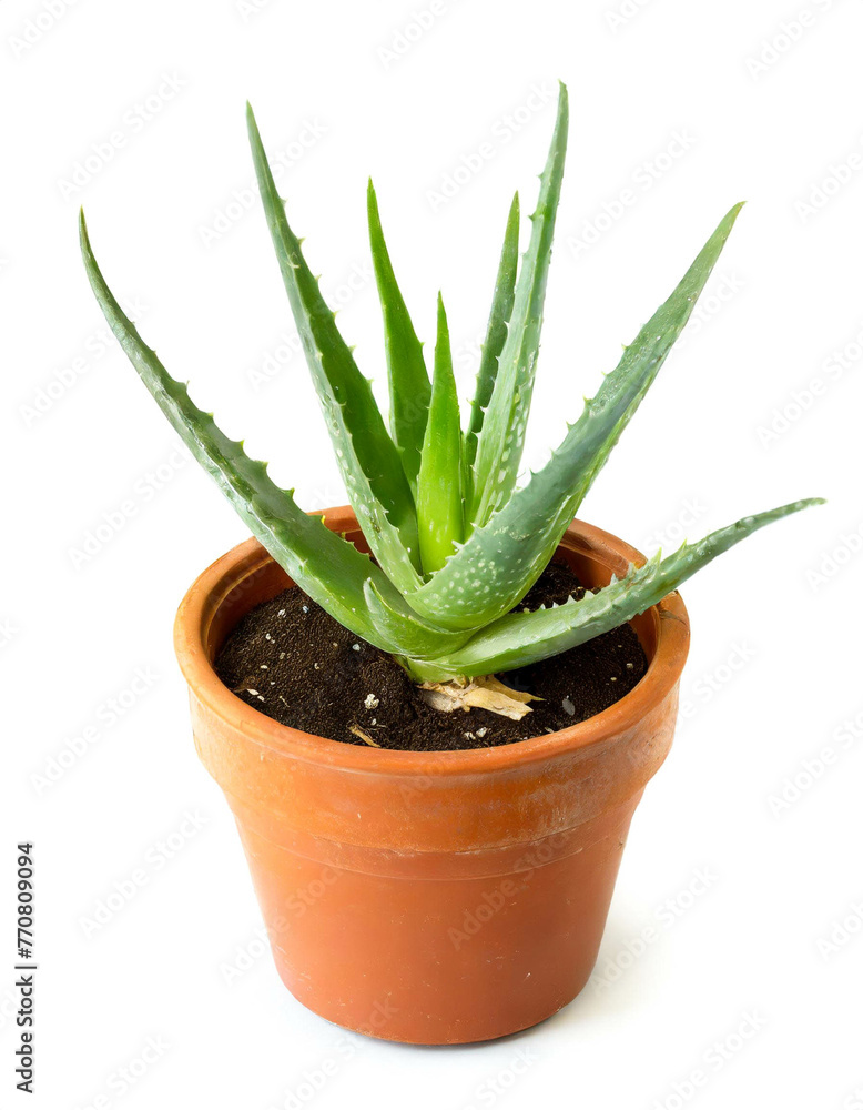 Aloe Vera im Topf isoliert auf weißen Hintergrund, Freisteller Aloe Vera im Topf isoliert auf weißen Hintergrund, Freisteller