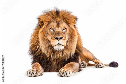 Majestic lion portrait with piercing eyes and lush mane, isolated on white background, wildlife photography © furyon