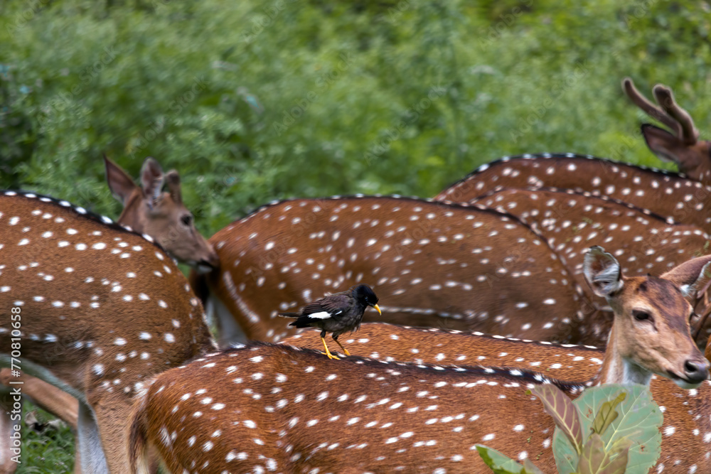 The deer was spotted in a forest near masinakudi, Tamil Nadu, India.