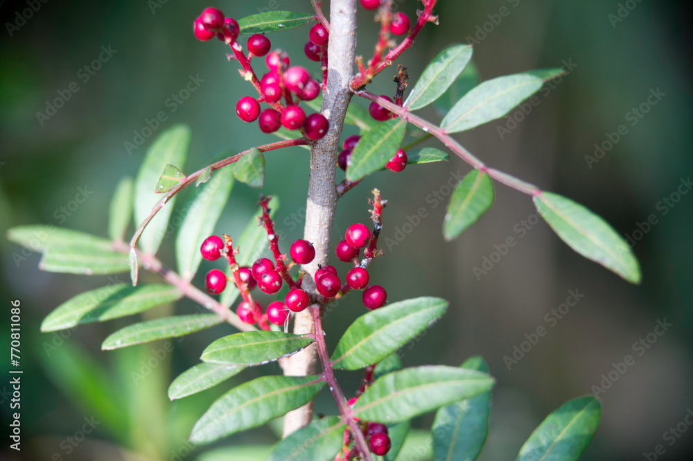 red berries on a branch, Mastic tree, Pistacia lentiscus, dioecious evergreen shrub with red berries, Sardinia, Italy red berries on a branch, Mastic tree, Pistacia lentiscus, dioecious evergreen shrub with red berries, Sardinia, Italy