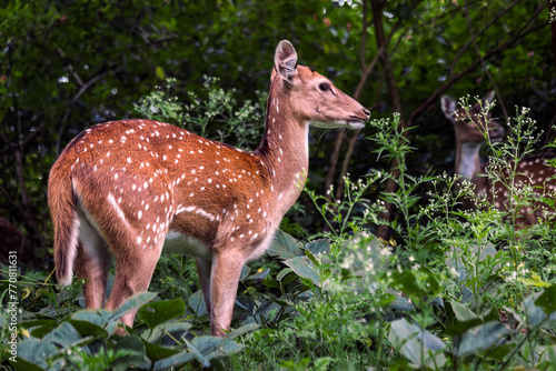 The deer was spotted in a forest near masinakudi, Tamil Nadu, India. photo