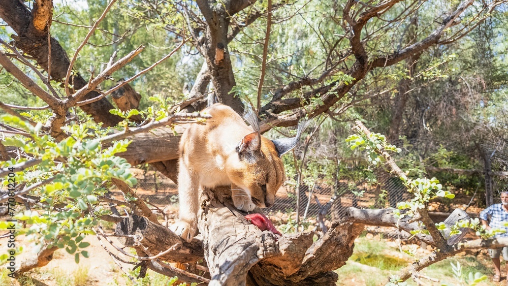 Picture of a caracal sitting on a tree while being fed Picture of a caracal sitting on a tree while being fed
