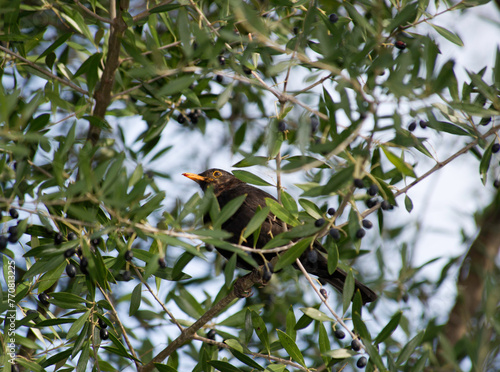 bird on a branch, blackbird among the branches of an olive tree., Common Blackbird (Turdus merula) male singing from tree in spring , Sardinia, Italy