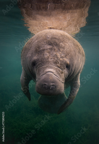 A manatee in south Florida 
