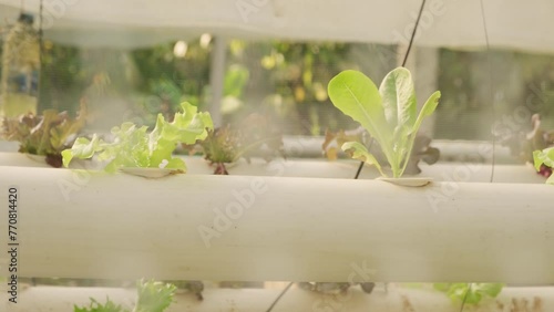 Growing lettuce in greenhouse using hydroponics in tropical climate. photo