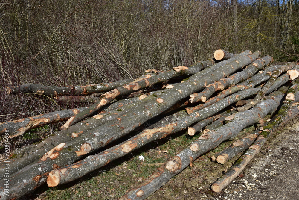 geschlagene Bäume, Baumstämme aus Buche und Birke am Lagerplatz am Waldrand geschlagene Bäume, Baumstämme aus Buche und Birke am Lagerplatz am Waldrand