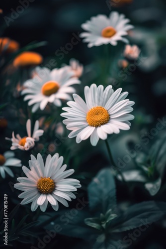Beautiful bouquet of daisies close-up