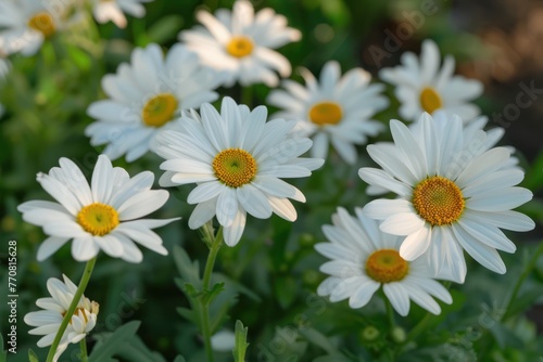 Beautiful bouquet of daisies close-up