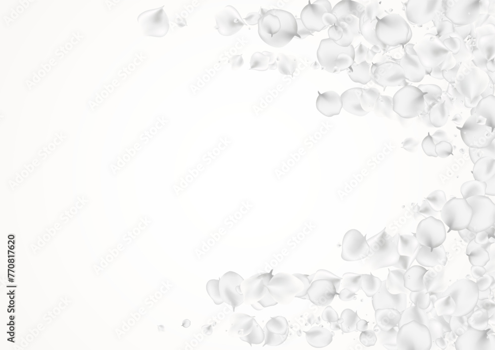 Obraz premium White_petals_gray_background_154.eps