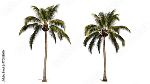 pair of palm trees isolated on a white background