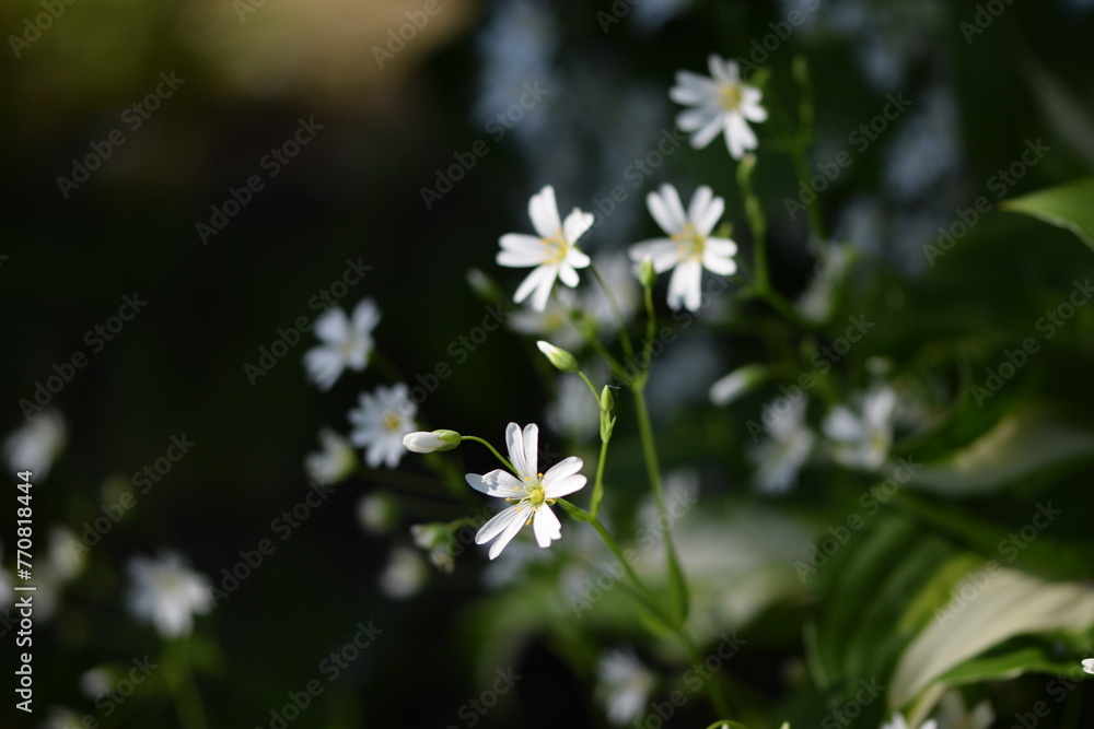 Fototapeta premium Greater starwort, white spring flowers and green leaves, spring garden flowers.