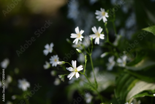 Greater starwort  white spring flowers and green leaves  spring garden flowers.