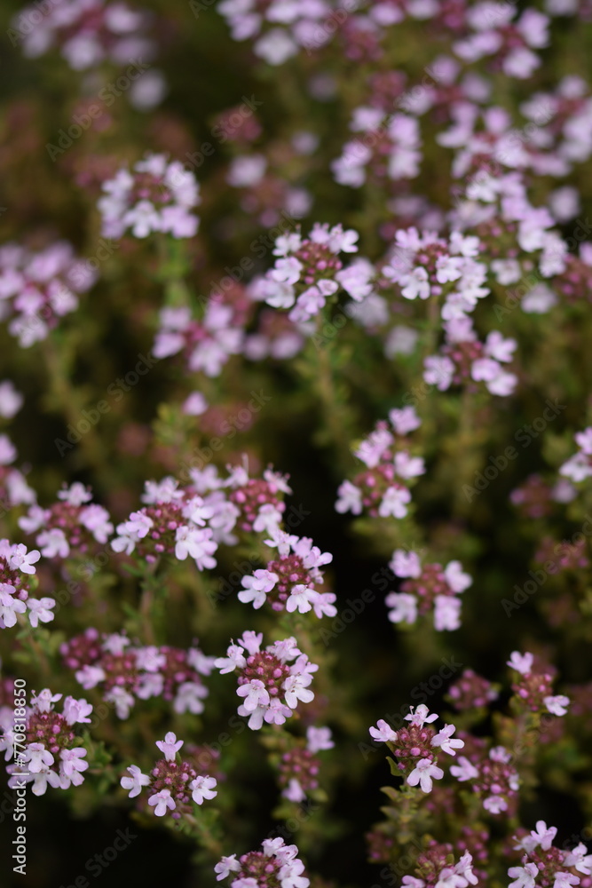 Blooming origanum plants, origanum flowers closeup, selective focus, blooming herbs. Blooming origanum plants, origanum flowers closeup, selective focus, blooming herbs.