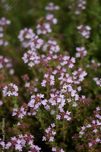 Blooming origanum plants, origanum flowers closeup, selective focus, blooming herbs.