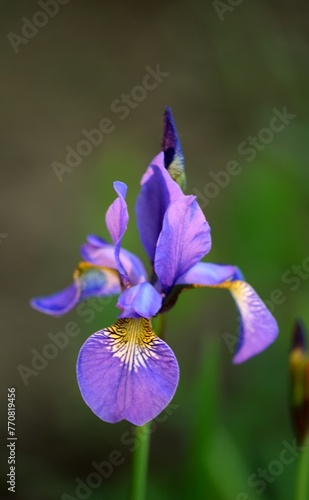 Wallpaper Mural Violet siberian iris csingle flower loseup on bokeh background . Torontodigital.ca