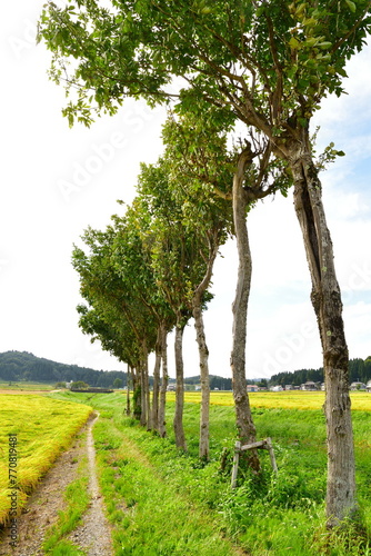 池ケ原の田園風景（新潟県） photo