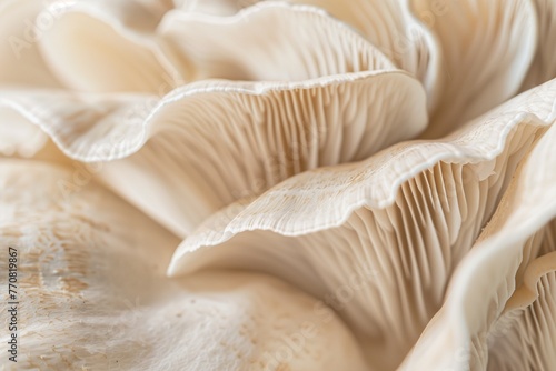 A closeup of the edge and texture of an oyster mushroom, showcasing its unique patterned edges in neutral tones. The soft cream background highlights details. Soft natural light, macro