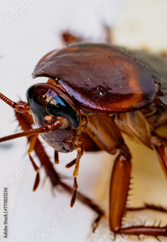 Cucaracha © robert