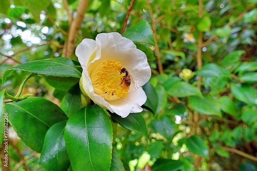 Die Blüte einer oncoba spinosa photo