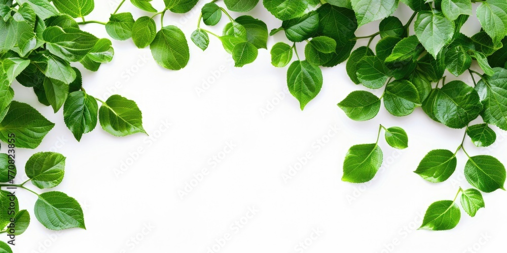 White Nature Background. Green Leaves Corner Frame with Tree Branches