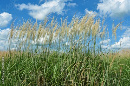 Tall Grass. Wheat Field in Nature under Blue Sky in Summer