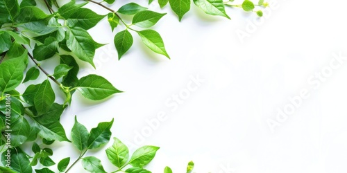 White Nature Background. Green Leaves Framing the Corners with Copy Space