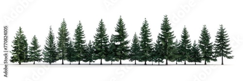 Forest Tree. Dark Green Coniferous Trees in a White Background