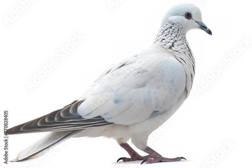 Graceful Dove Against White © PixelMaster