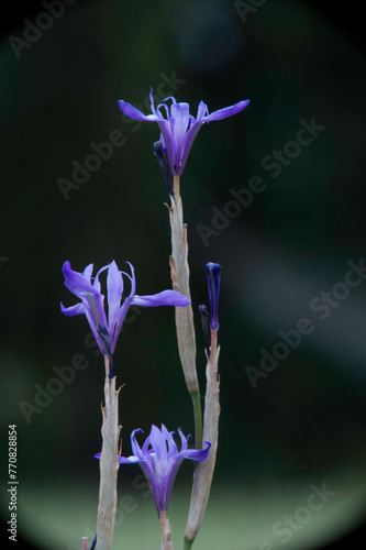 purple iris flower in bloom, blue flower isolated, Wild iris, (Iris sisyrinchium). Porto Conte, Alghero, Sassari. Sardinia, Italy. photo