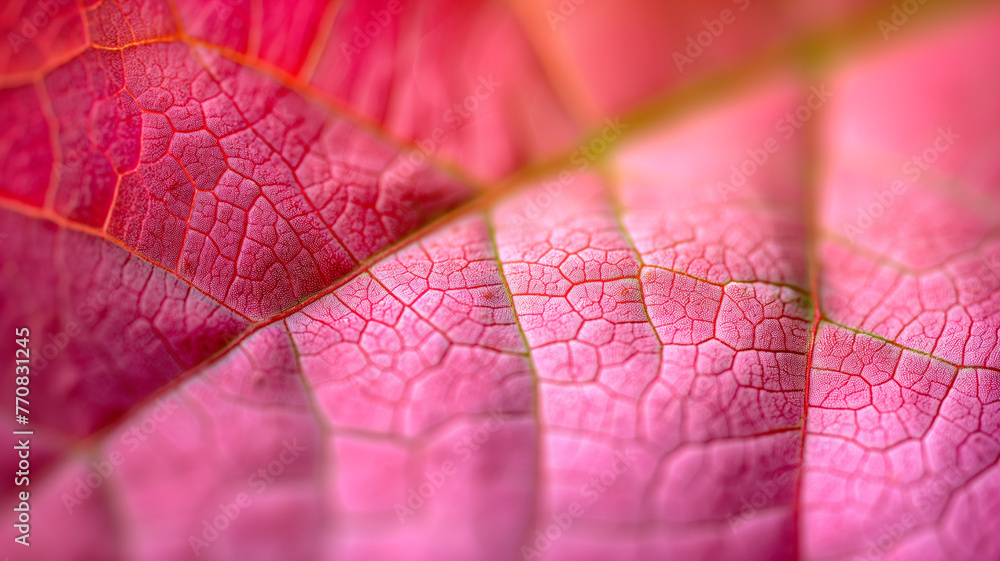 Obraz premium A close up of a leaf with a pinkish hue