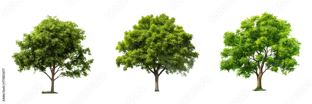 Fototapeta premium \ - A set of tree isolated on transparent background
