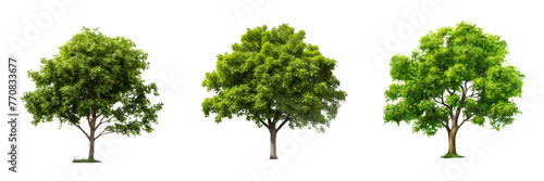   - A set of tree isolated on transparent background