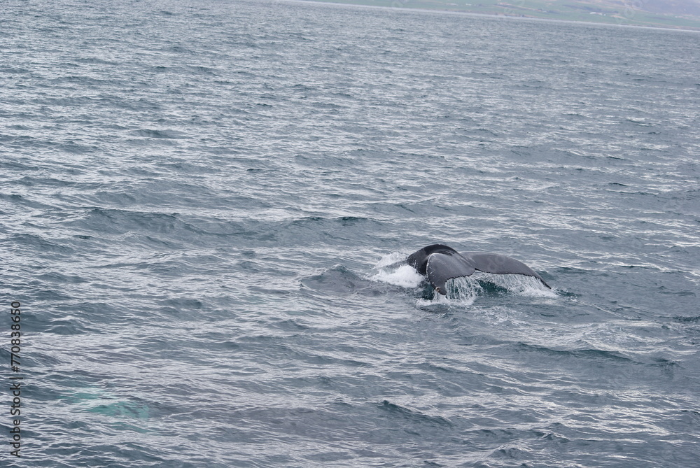 Fototapeta premium SONY DSC